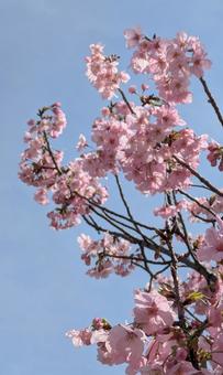 さくら　桜の写真