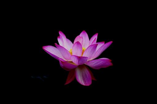 Photo, lotus, a lotus, lotus pond, 