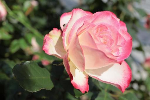 バラ園にてカラフルな色の薔薇を撮りました バラ園にてカラフルな色の薔薇を撮りましたの写真