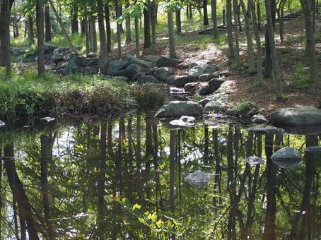 新緑が映る公園の池② 新緑が映る公園の池②の写真