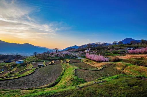 朝焼けに染まりゆく棚田と咲き誇る春の光景 春,棚田,青空の写真素材