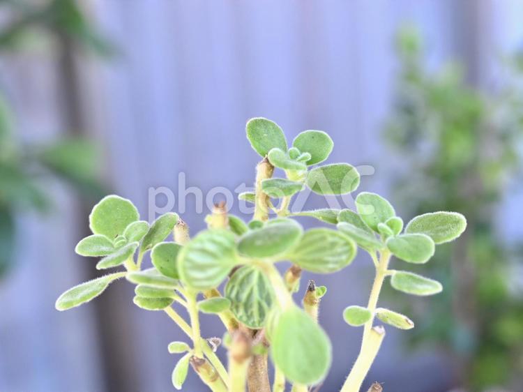 多肉植物（アロマティカス） 多肉植物,グリーン,室内の写真素材
