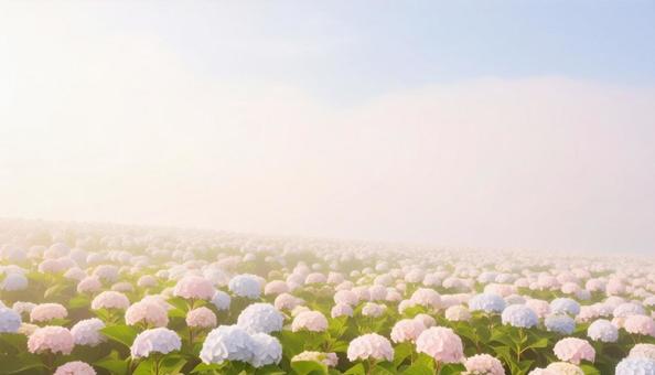 美しい紫陽花畑 美しい紫陽花畑の写真