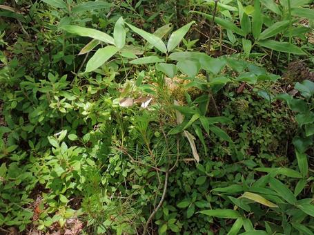 Photo, natural, sunbeams leaves, green, 