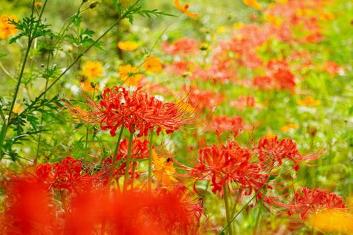 Photo, cluster amaryllis, red, passionate, 