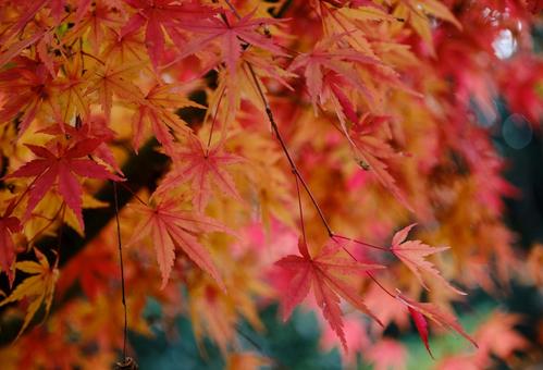 鮮やかに紅葉したモミジの木 鮮やかに紅葉したモミジの木の写真