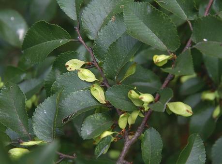 アキニレ アキニレ,秋楡,イシゲヤキの写真素材
