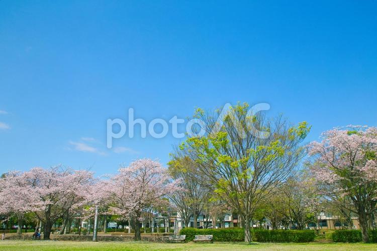 爽やかな青空と満開の桜 桜,青空,春の写真素材