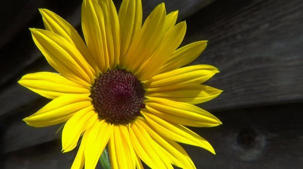 ひまわりの花 ひまわりの花 ヒマワリ,花,栽培の写真素材