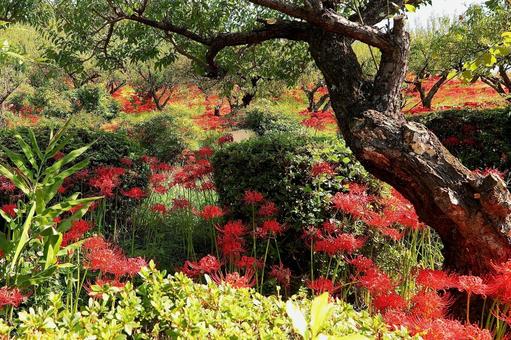 嶺岳寺の彼岸花4 嶺岳寺の彼岸花4の写真
