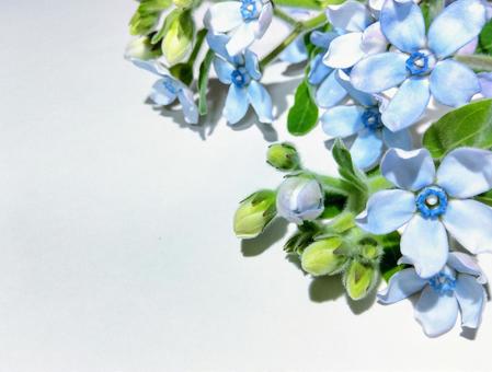 Photo, blue star, blue flower, material, 