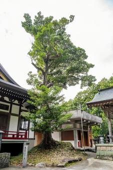 松光山大光院⑴ 松光山大光院⑴の写真