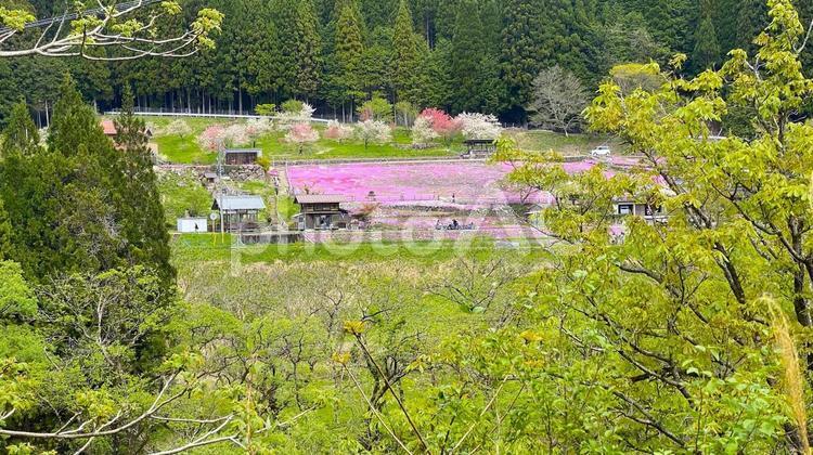 せせらぎ街道／國田家の せせらぎ街道,芝桜,新緑の写真素材
