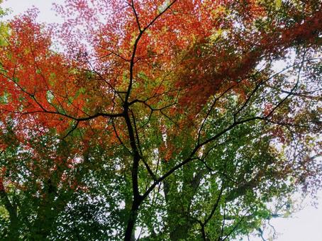 紅葉 紅葉 秋,紅葉,楓の写真素材