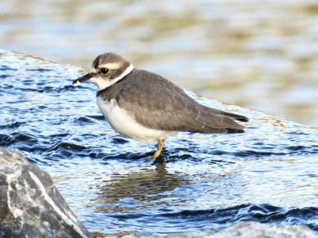 餌をとるイカルチドリ 鳥,野鳥,イカルチドリの写真素材