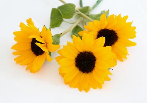 ライティングに黄色が映えるひまわり３輪 ひまわり,夏の花,花の写真素材