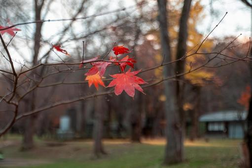 秋の終わりを告げる紅葉 秋の終わりを告げる紅葉 紅葉,モミジ,秋の写真素材