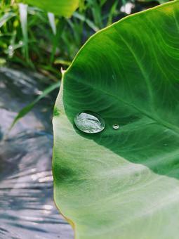 天の川のしずくと里芋の葉 天の川のしずくと里芋の葉 里芋の葉,野菜,朝露の写真素材