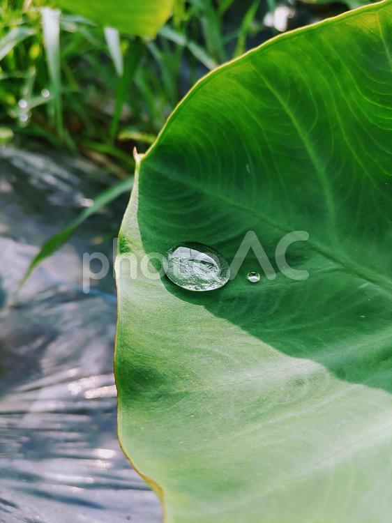 天の川のしずくと里芋の葉 里芋の葉,野菜,朝露の写真素材