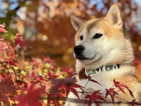 紅葉に包まれた柴犬の横顔 柴犬,犬,日本犬の写真素材