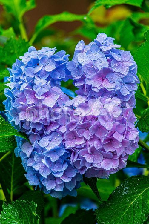 雨が似合う水滴の付いた複数のアジサイの花 アジサイ,紫陽花,あじさいの写真素材