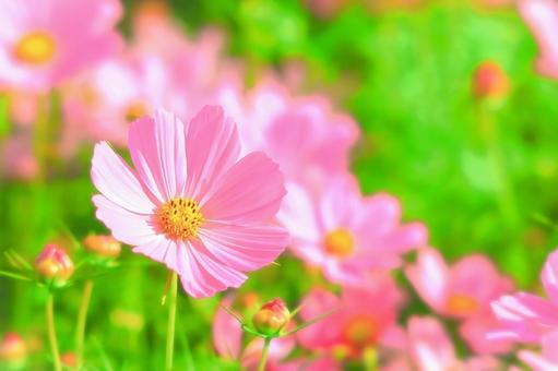 可憐なピンクのコスモスの花 可憐なピンクのコスモスの花の写真