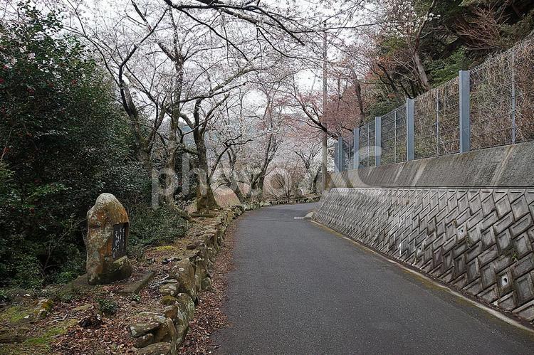 諭鶴羽ダム７　桜並木 兵庫県,南あわじ市,諭鶴羽ダムの写真素材