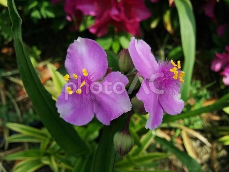 花　紫露草　むらさきつゆくさ　ムラサキツユクサ　露草　つゆくさ　ツユクサ　知恵の泉　優秀　熱狂　尊敬しているが恋愛ではない　2 ムラサキツユクサ,むらさきつゆくさ,紫露草の写真素材