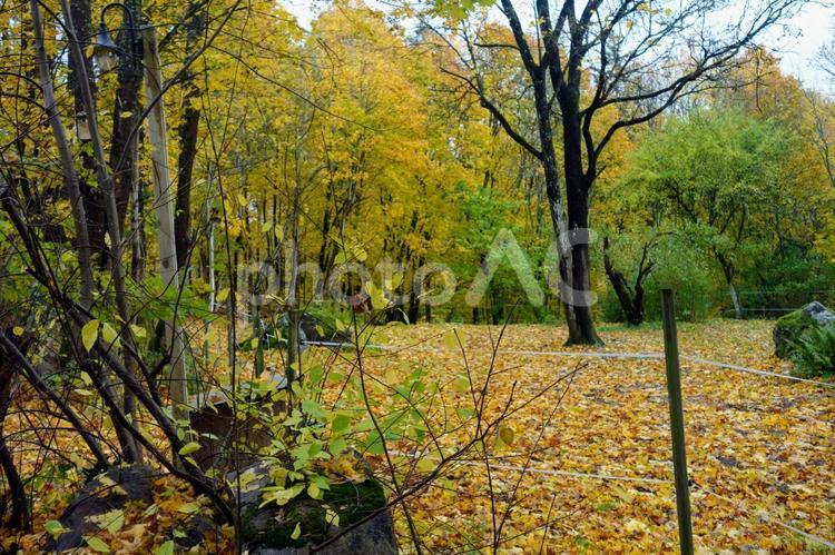 色づく秋の風景５ 紅葉,北欧,落ち葉の写真素材