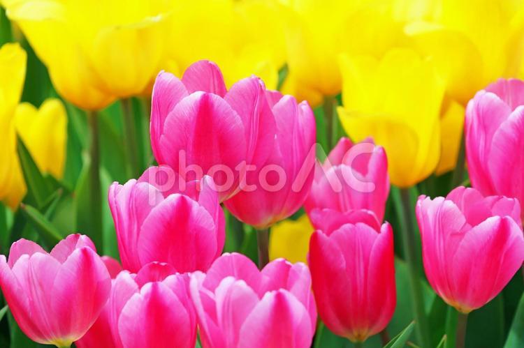 足利フラワーパークのチュ－リップ　42 チューリップ,フラワー,花の写真素材