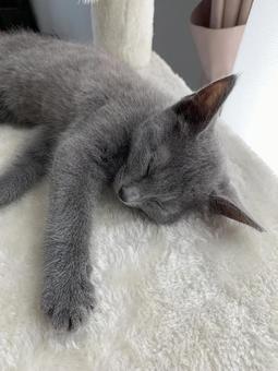 ロシアンブルー ロシアンブルー 猫,ロシアンブルー,子猫の写真素材