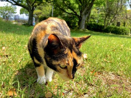 草むらを歩く三毛猫 草むらを歩く三毛猫 猫,三毛猫,草むらの写真素材