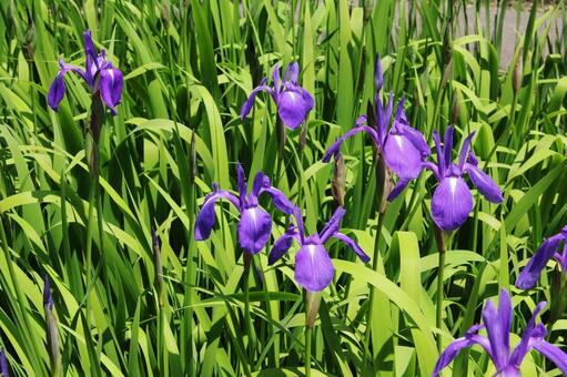 カキツバタ・杜若　咲く風景 カキツバタ,草花,修景の写真素材