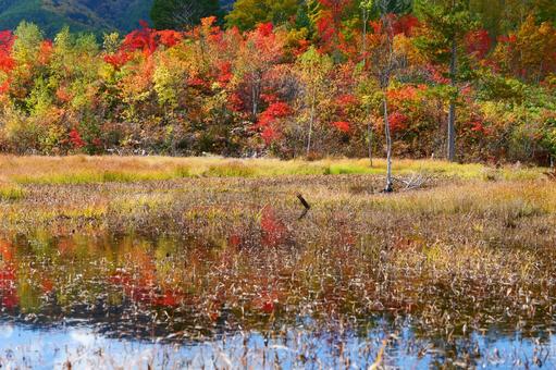 乗鞍高原の紅葉 乗鞍高原の紅葉の写真