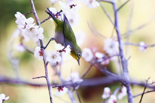 梅の木にとまる可愛いメジロ 鳥,メジロ,春の写真素材