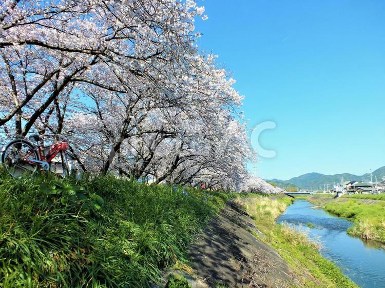 長く続く桜満開の並木道 桜,花,満開の写真素材