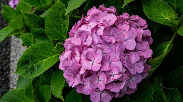 Pink hydrangea flower macro photography, JPG