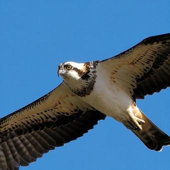 ミサゴ ミサゴ ミサゴ,鳥類,猛禽類の写真素材
