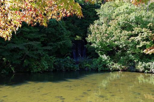 池の上の紅葉しかけたイロハモミジ イロハモミジ,紅葉,葉の写真素材