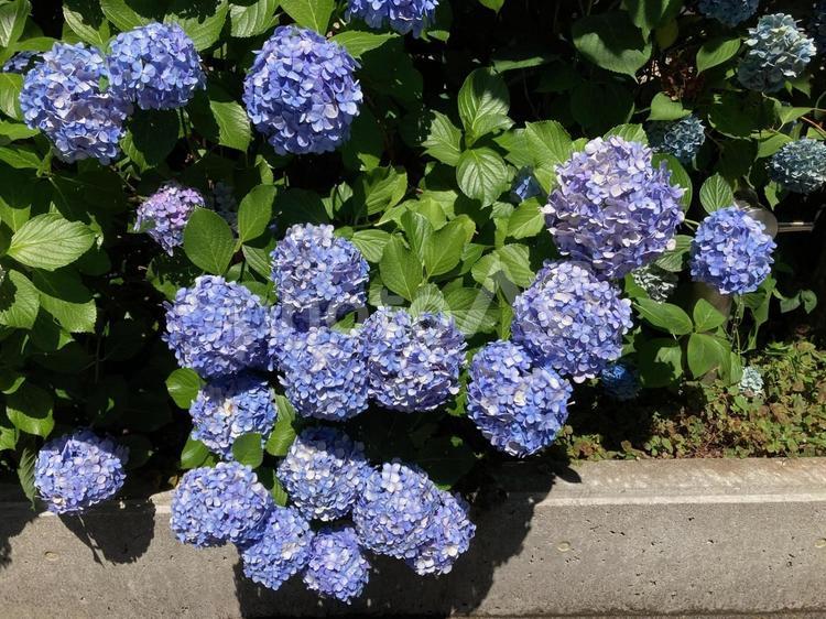 西新宿の紫陽花と緑　新宿区 西新宿,紫陽花,アジサイの写真素材