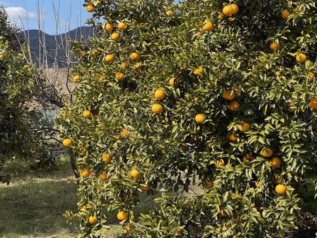 みかん農家 みかん,みかんの木,みかん農家の写真素材