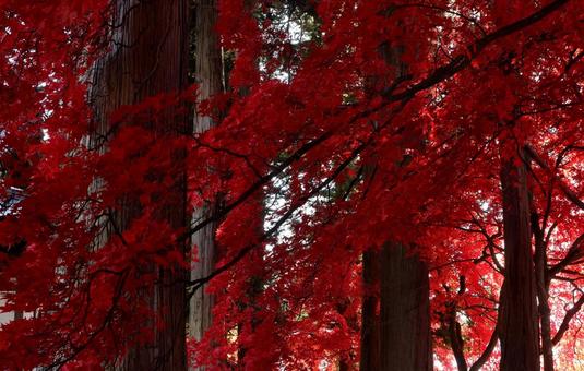もみじ湖の紅葉 長円寺,茅野,紅葉の写真素材