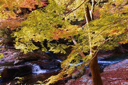 色づき始めた八重滝のもみじの紅葉 紅葉,もみじ,秋の写真素材