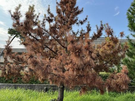 今年の夏は松がよく枯れています 今年の夏は松がよく枯れています 松,枯れる,自然の写真素材
