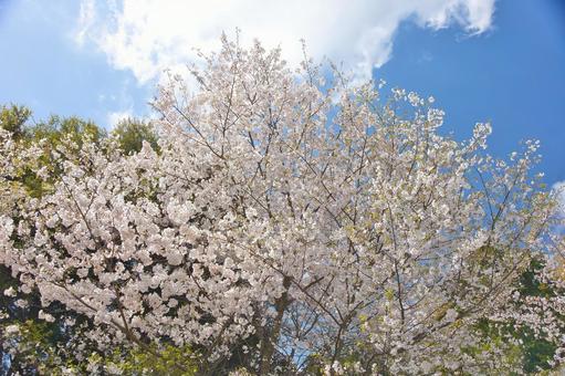 桜 桜の写真