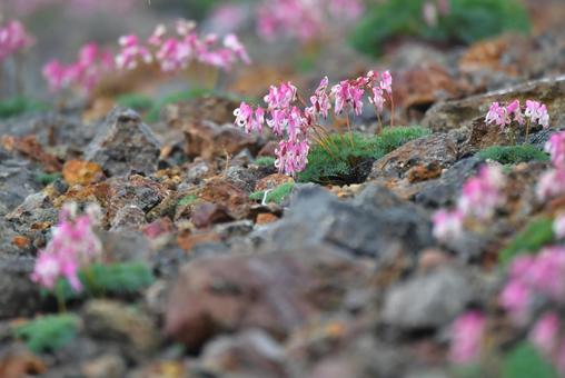 高山で咲き誇るコマクサの花の写真