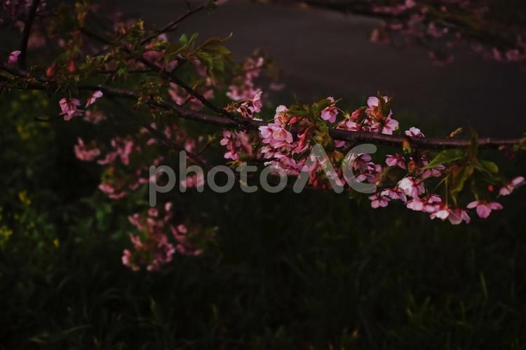 ＜五島の春の風景＞夜明けの奥浦町の河津桜 桜,河津桜,春の写真素材
