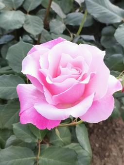 バラ バラ バラ,バラ園,薔薇の写真素材