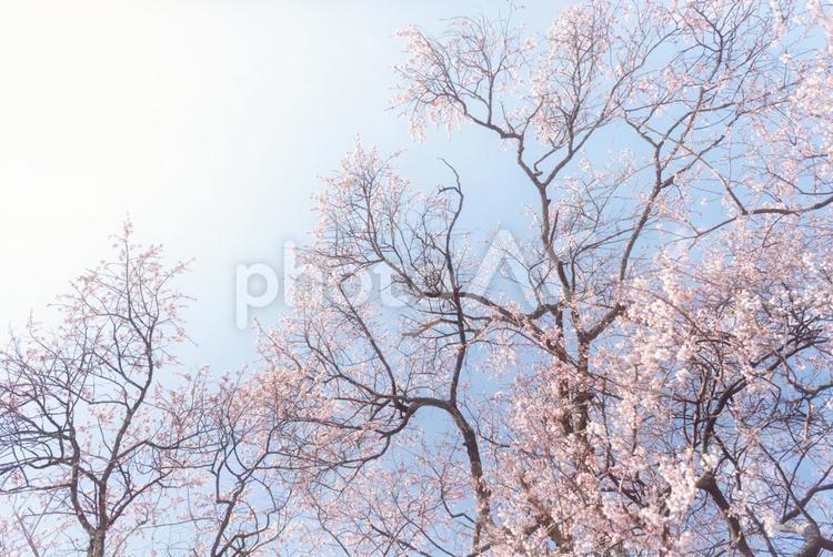 春の青空に彩る咲き始めのピンク色の桜の木 桜,青空,春の写真素材