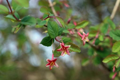 ウグイスカグラの花の写真